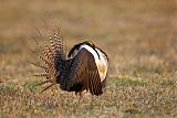 Gunnison Sage-Grouse